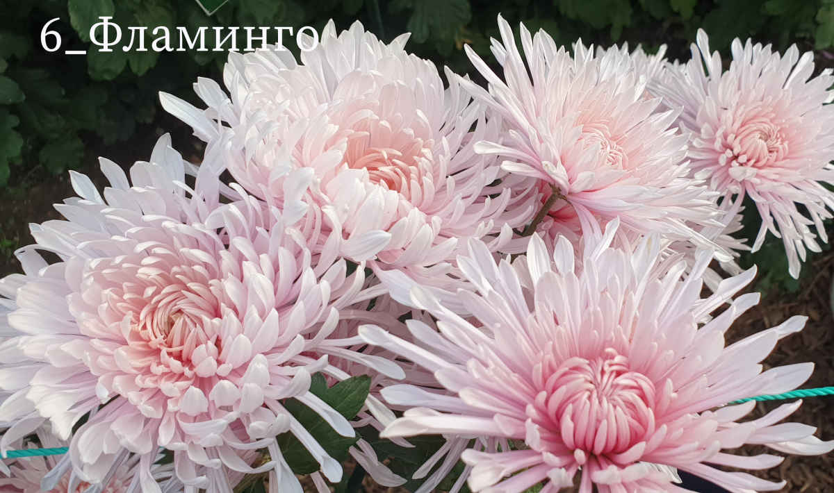 В Никитском ботаническом саду выбрали королеву и принцессу Бала хризантем