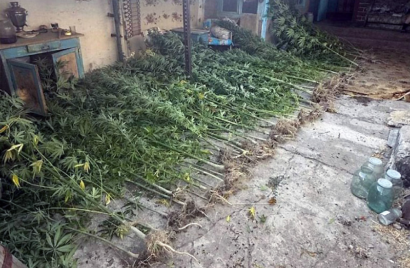 У крымчанина изъяли свыше 90 кустов конопли и почти 5 кг марихуаны
