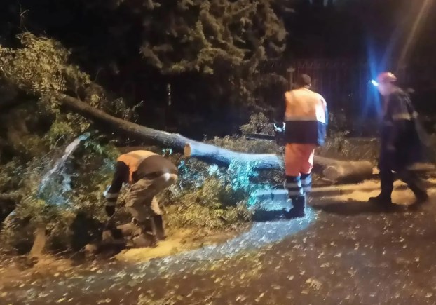 Шторм дерево Севавтодор