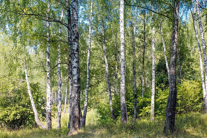 Сегодня — Березосок