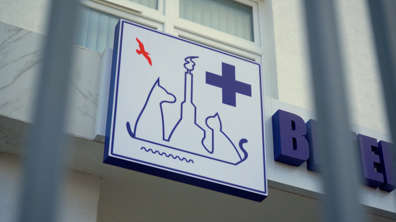 Собак и кошек Нахимовского района вакцинируют от бешенства 20 декабря