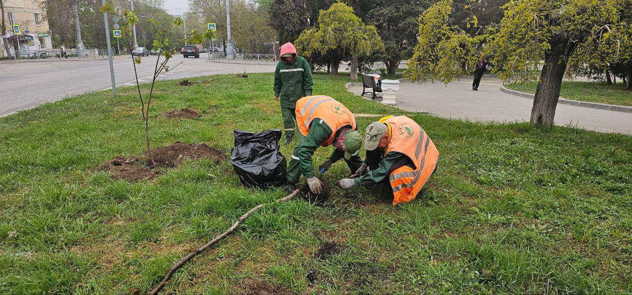 С начала года в Севастополе высадили более 190 деревьев