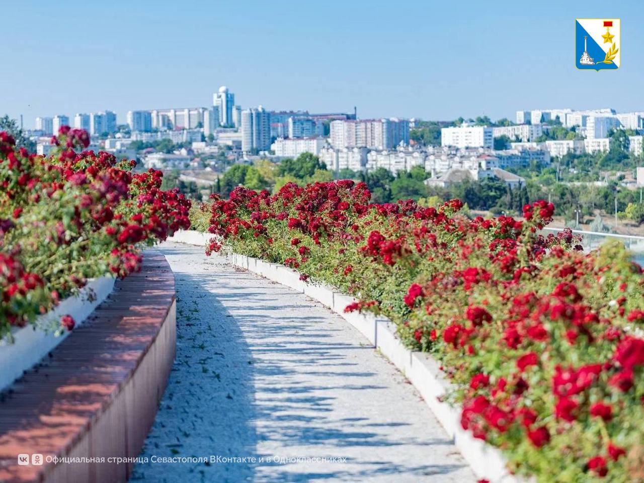Севастопольские розы подготавливают ко второму цветению (ФОТО)