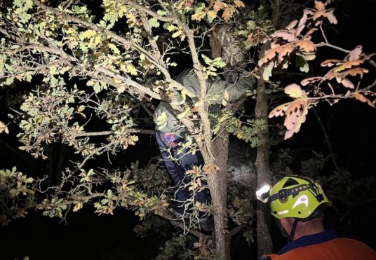 В Крыму двое подростков залезли на дерево, спасаясь от кабанов, а слезть не смогли
