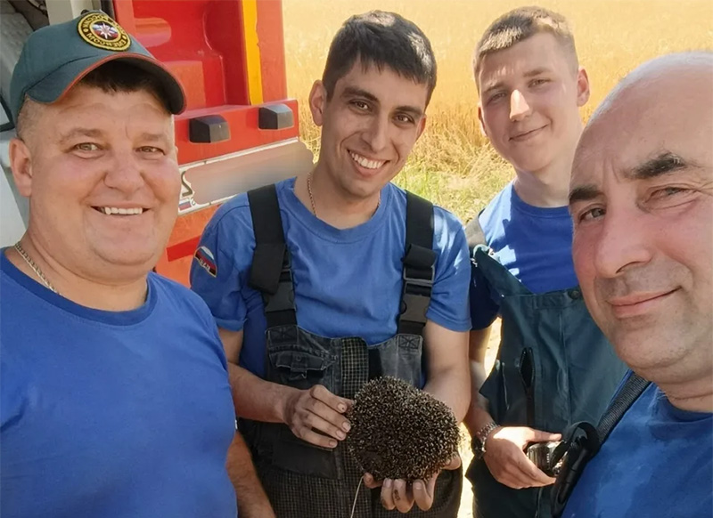 Крымские пожарные спасли ежа