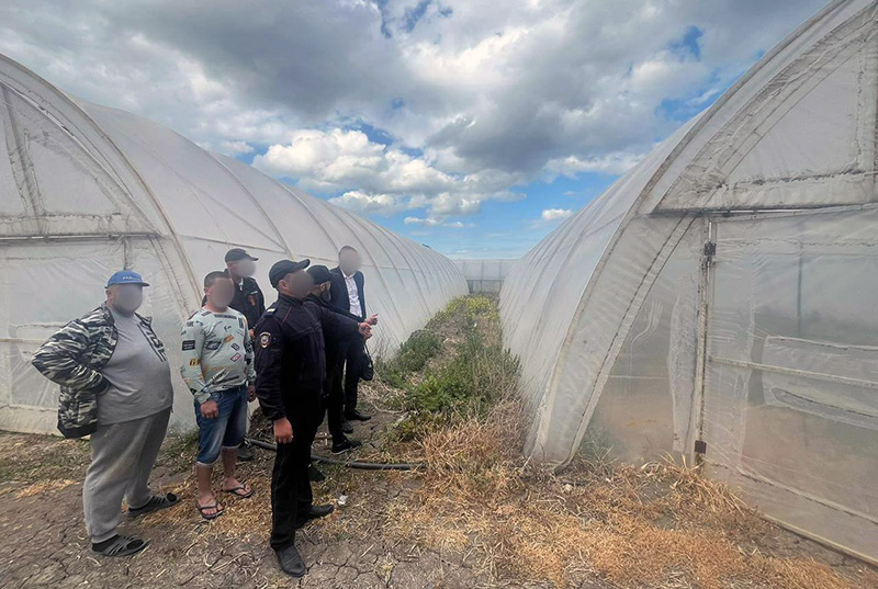 Двое крымчан предстанут перед судом за культивирование конопли