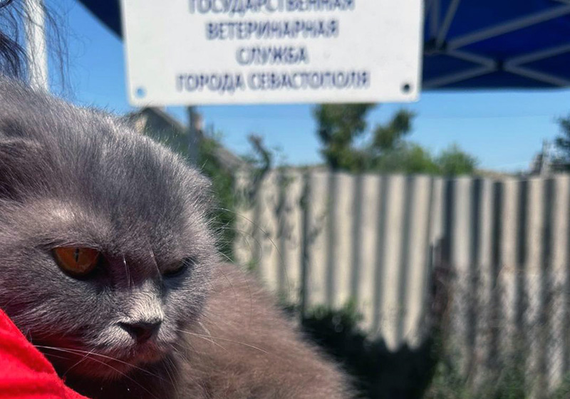 Собак и кошек Фронтового и Пироговки вакцинируют от бешенства 28 февраля